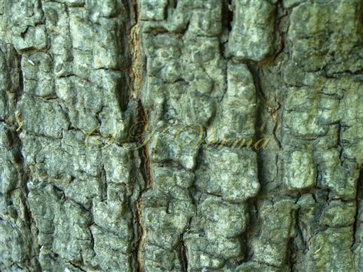  Bark 